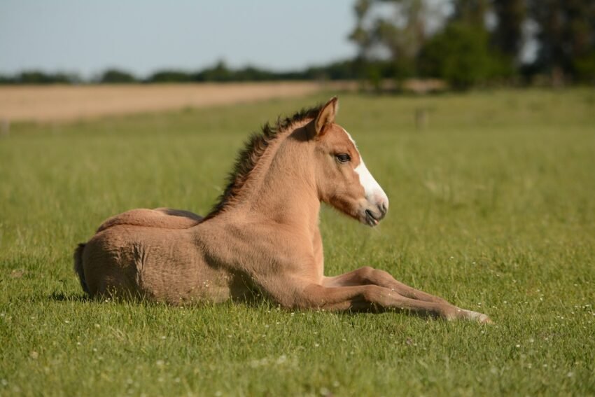 horse in grass